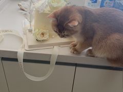 -佳雯宠物医院·皮肤科·内外科(春晓路分院)