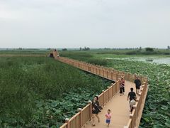 -白洋淀景区