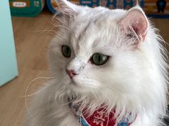 -猫在这儿猫咪咖啡馆·撸猫馆