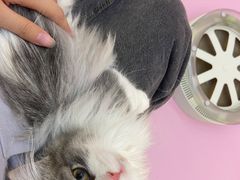 -爪爪喵星球·猫舍(前海卓越店)