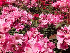 -济南国际园博园