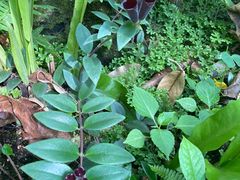 -中国科学院西双版纳热带植物园