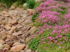 -上海辰山植物园