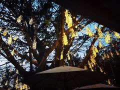 -青城山六善酒店·紫氣園中餐厅