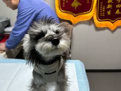 -半岛宠物医院24小时(科华中路店)