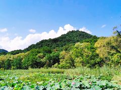 -西湖风景区-江洋畈生态公园