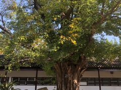 -苏州文庙(姑苏区)