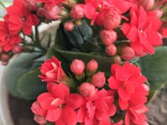 -循礼门鲜花花市(武汉循礼门店)