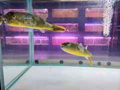 -中环花鸟鱼虫市场
