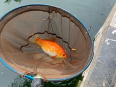 -酷鱼垂钓CLUB(朝阳区博大路店 )