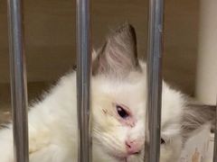 -Bastet sally猫舍购宠(静安店)