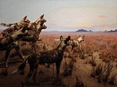 -美国自然历史博物馆