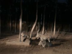-清迈夜间动物园