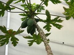 -北戴河集发农业梦想王国