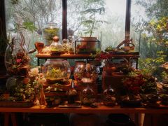 -自由生长植物工作室(深港花卉中心店)
