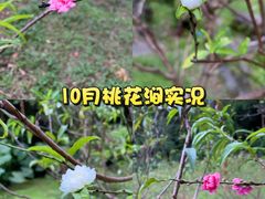 -桃花涧