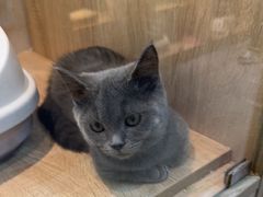 -BABIT巴比特宠物(MOMOPARK店)