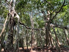 -中国科学院西双版纳热带植物园