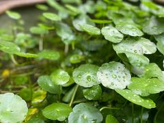 -章太炎故居
