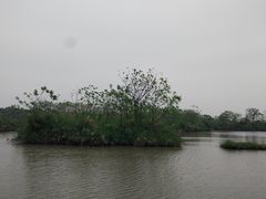 -大湾区中央湿地公园