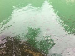-靖西鹅泉风景区