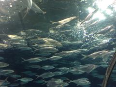 -上海海洋水族馆-停车场