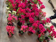 -北京国际鲜花港