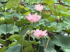-木塔寺遗址生态公园