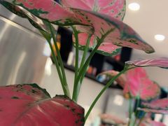 -星巴克臻选(嘉定疁城国际店)