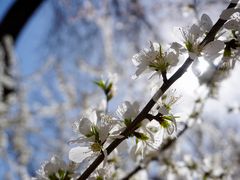 -桃花堤公园