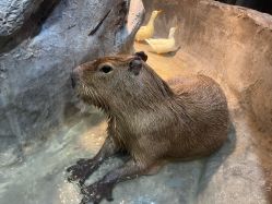 -Zoolung Zoolung动物主题公园(海信广场店)