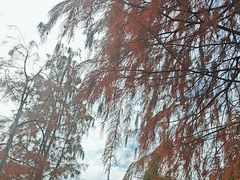 -飞来湖湿地公园