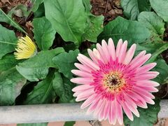 -广东茂名森林公园