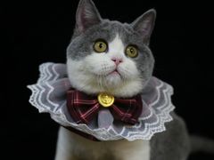 -lincat·猫舍(广州店)