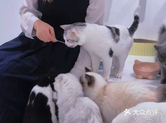 厦门探店｜全厦门zui乖的猫猫都在这了吧！