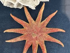 -上海海洋大学鱼文化博物馆(军工路校区)