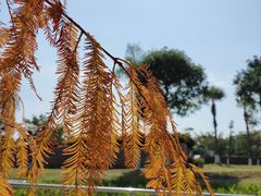 -厦门园林博览苑