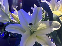 -逸馥荟(人广来福士店)