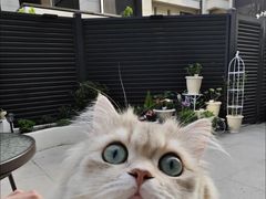 -Bastet sally猫舍购宠(静安店)