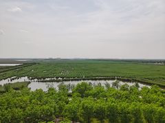 -南大港湿地风景区