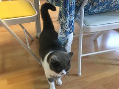 -猫音日语留学培训