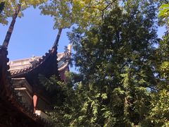 -秋霞圃
