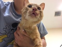 -艾贝尔宠物医院·24H转诊中心·肿瘤猫专科(江宁双龙店)