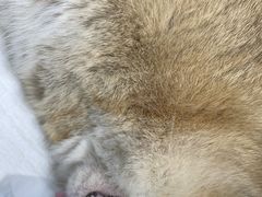 -纳吉亚猫专科动物诊疗中心(蒋宅口分院)