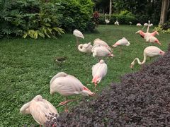 -广州长隆飞鸟乐园