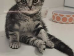 -1013 PET SHOP精品宠物商店(丁香店)