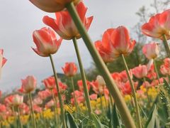-宜兴龙背山森林公园
