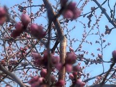 -桃花堤公园