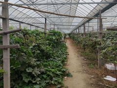 -马陆小张葡萄园农家乐