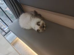 -喵园·猫主题咖啡厅·撸猫·猫咖(国贸店)